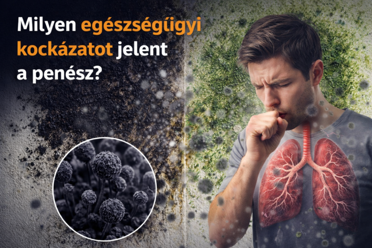 Hogyan hat a penész az egészségünkre?